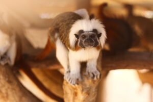 単板ガラスの断熱性能の限界とは何ですか？